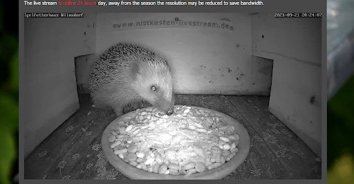 unusual websites haneke hedgehog live stream